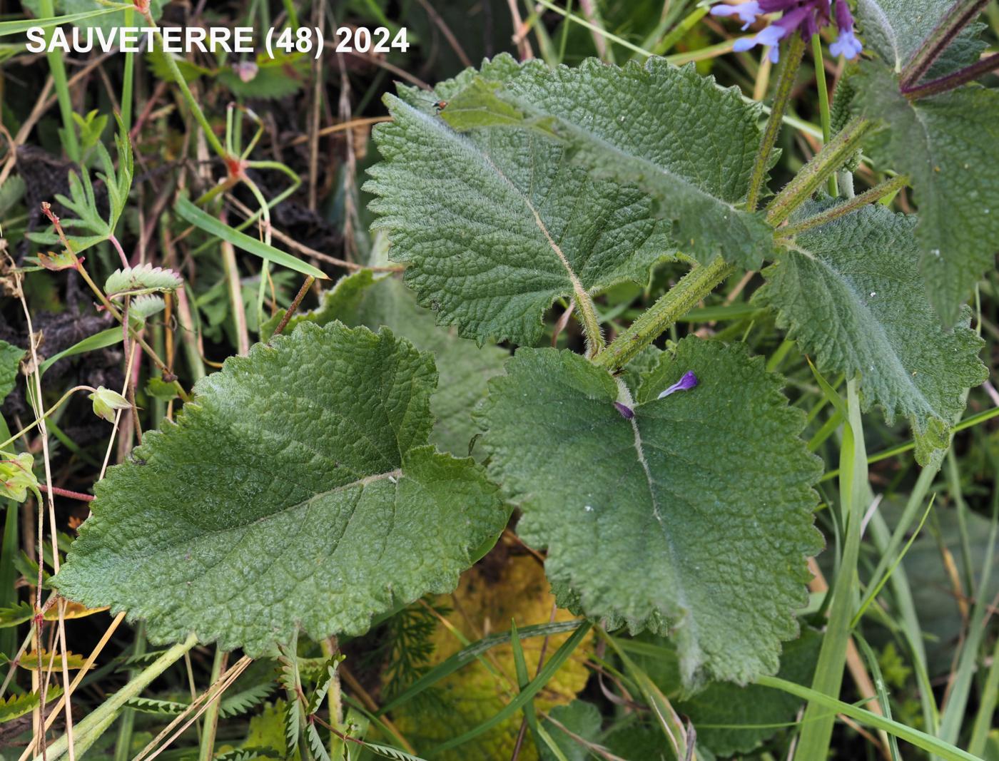 Sage, Lilac leaf